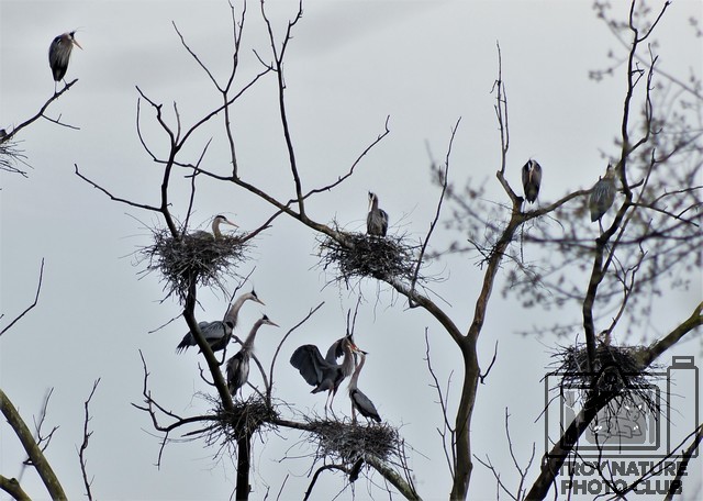 great Blue Heron3