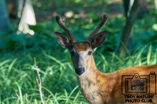 Velvet Buck