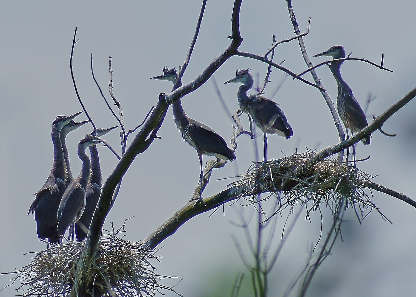 Heron with chicks