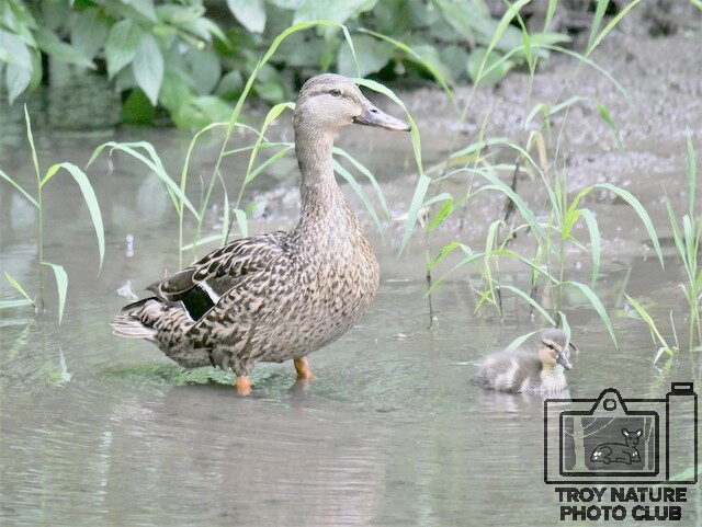 Mallard and Duckling