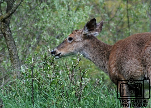 Whitetail Deer