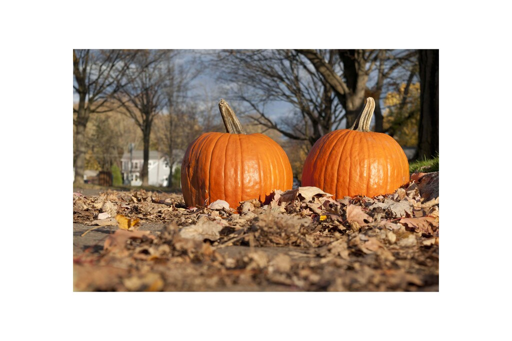 pumpkins