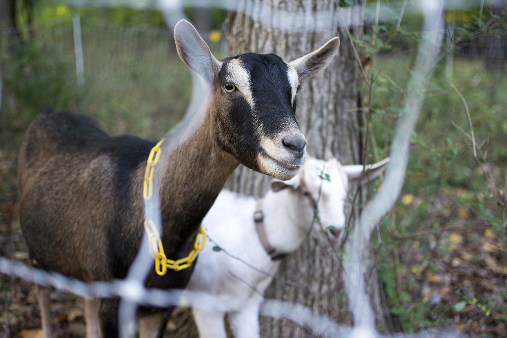 goats_001