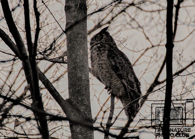Great Horned Owl