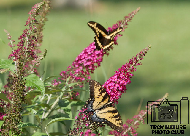 Yellow Swallowtail Timmer 01