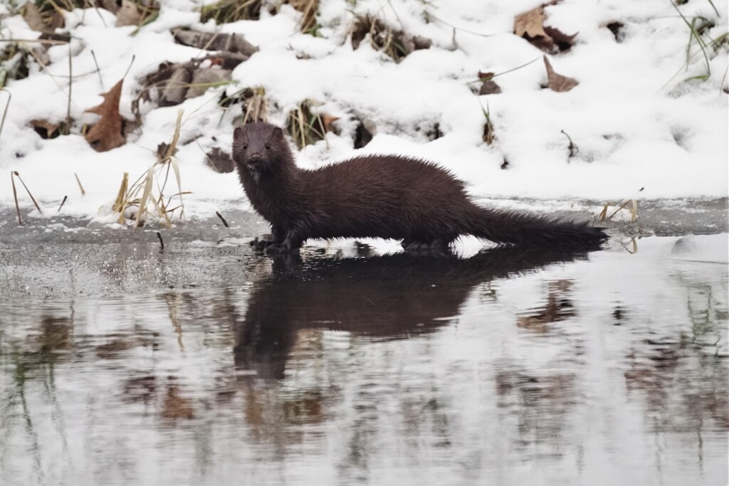 Mink
