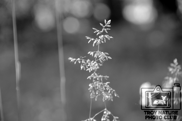 june-walk_008