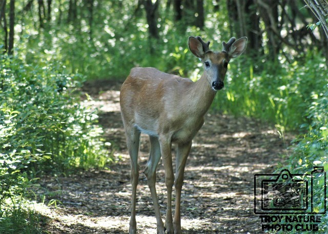 Velveteen Buck