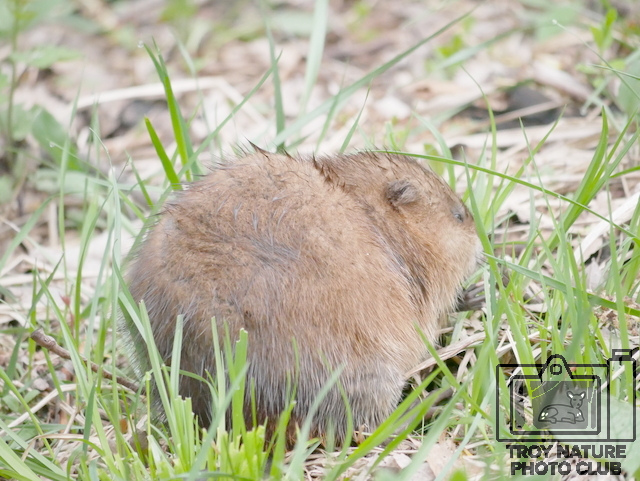 Muskrat