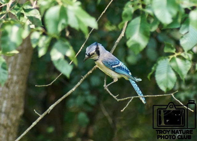 Bluejay