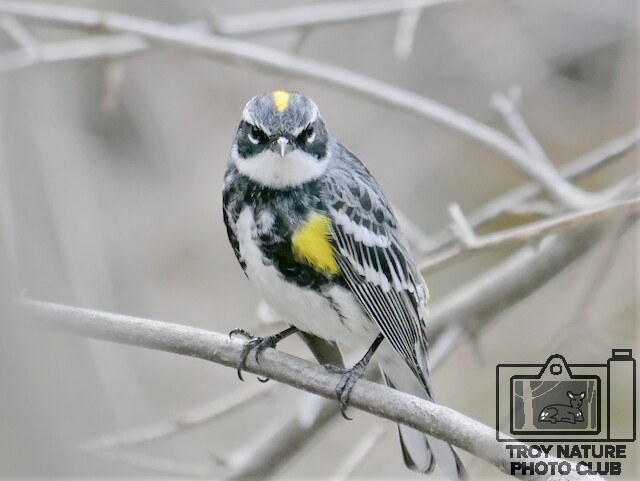 Warbler 2