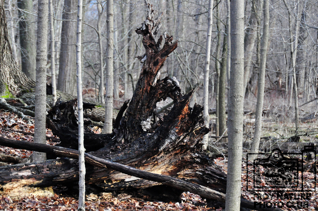 april-walk_003