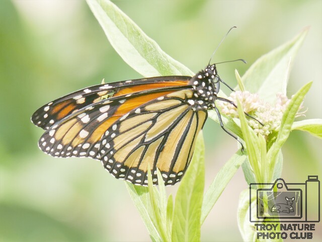 Monarch 2