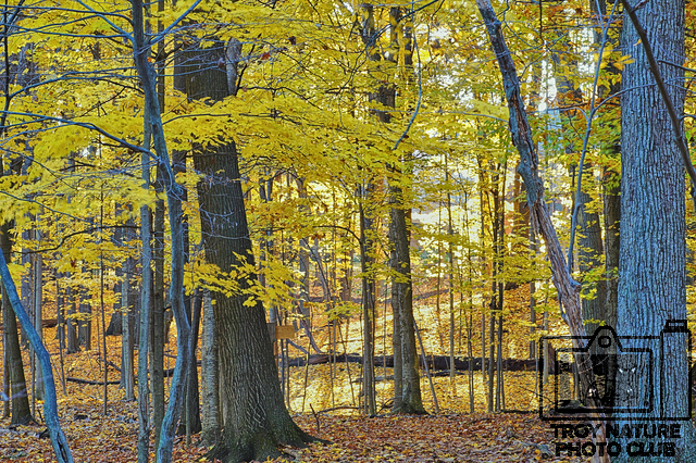 Autumn Yellow