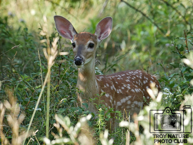 Whitetail Fawn Timer 01