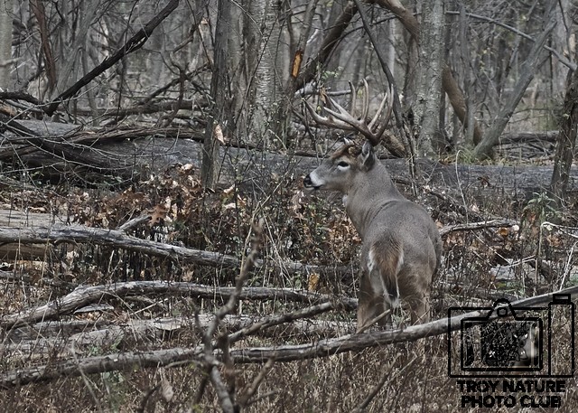 Big Buck