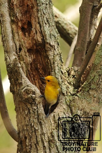 DSC_2439 - Prothonotary Warbler 