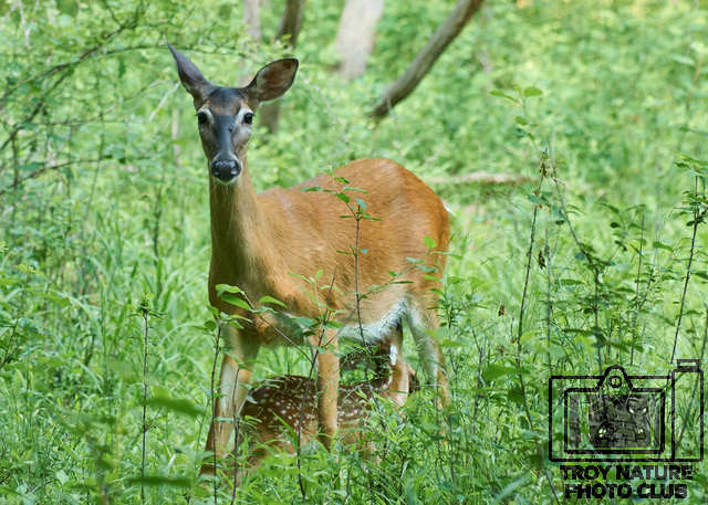 Fawn Nursing1