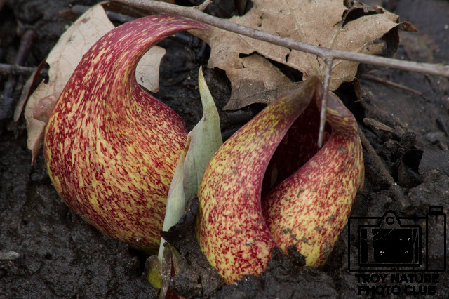 Skunk Cabbage Emerging