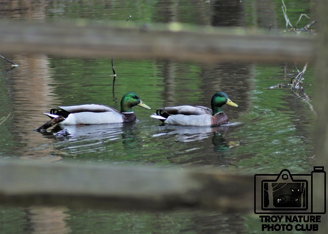 Mallards2