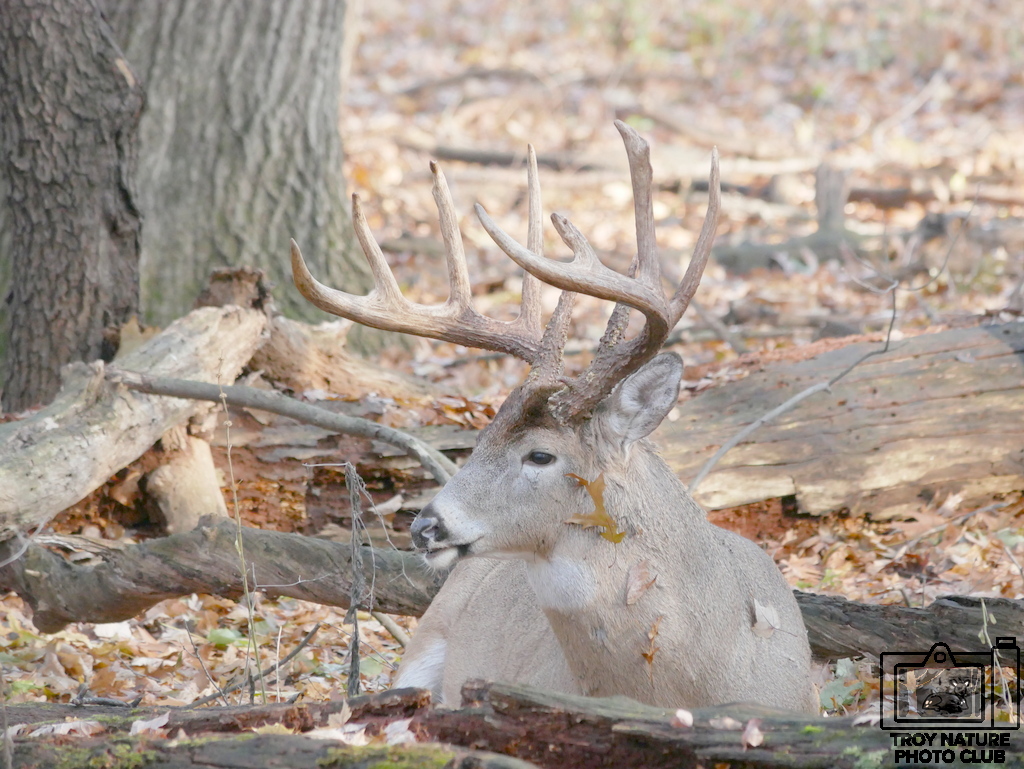 Resting Buck