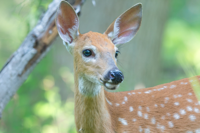 Blue-eyed fawn