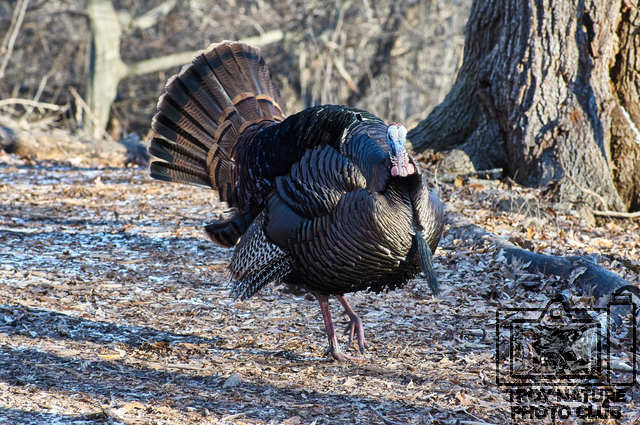 Turkey 2