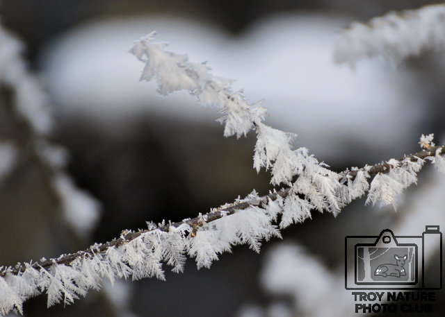 Frosty-Timmer-04