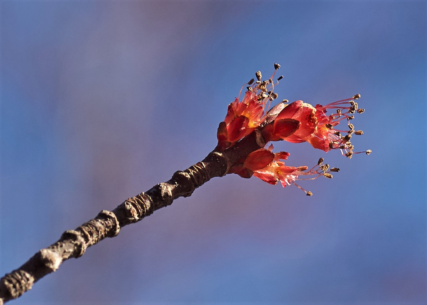 Spring Blossum