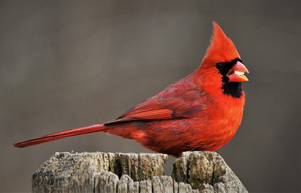 DSC_5102 Cardinal male