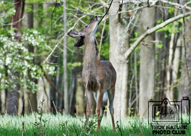 Whitetail Stretch