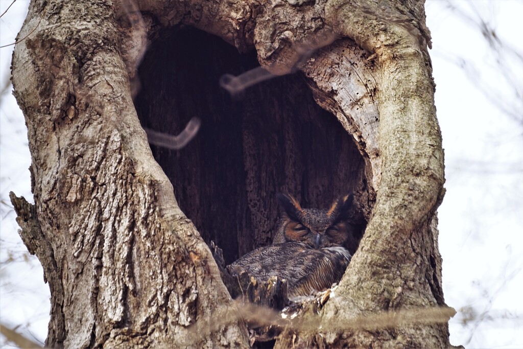 Sleepy Owl