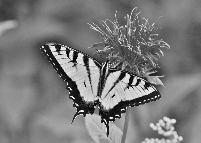 Yellow Swallowtail