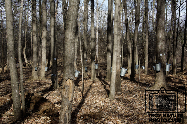 maple-syrup_053