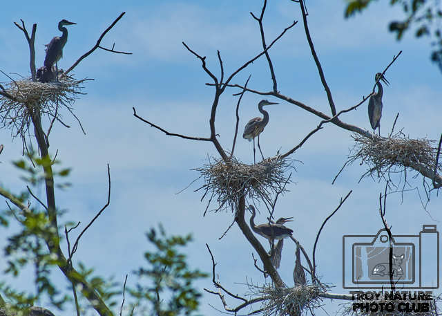 Heron Rookery