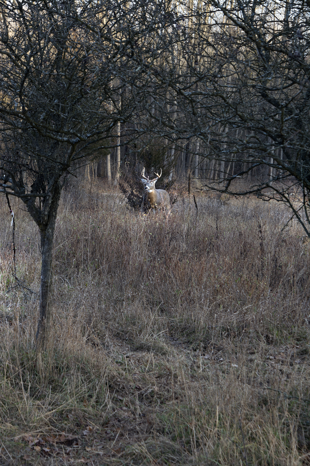 walk-december_007