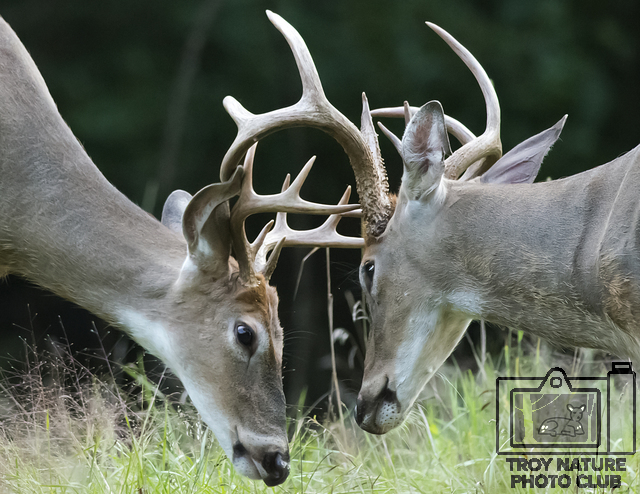 DSC_3270 PSR001c 110 x 85  2 bucks