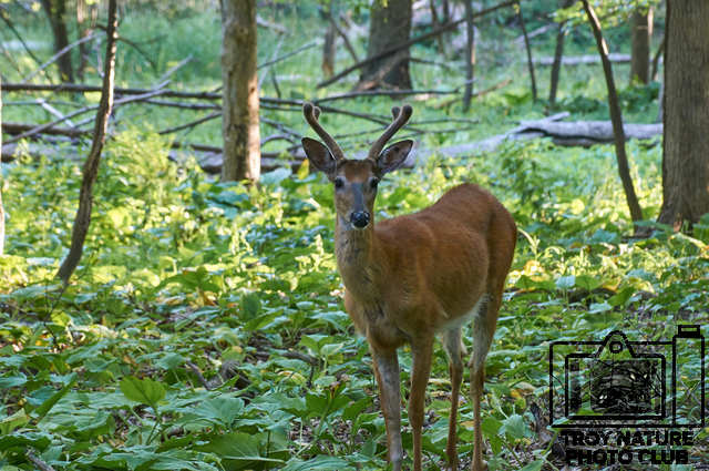 Whitetail Velvet
