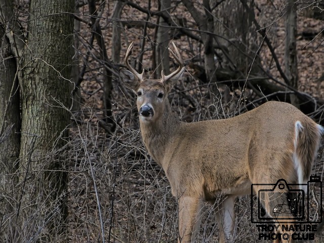 Buck