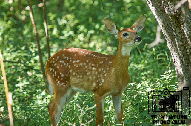 Fawn2