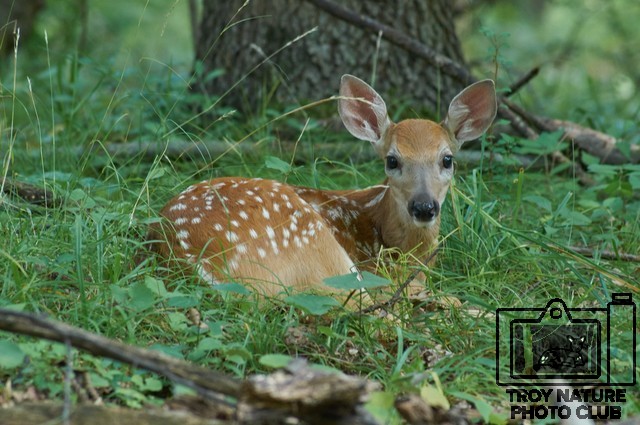 Fawn4