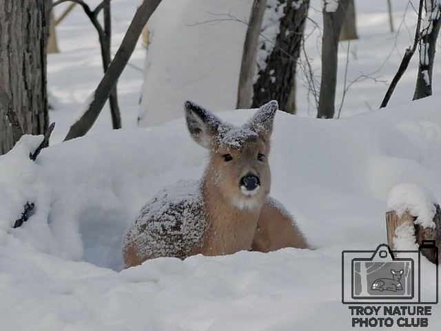 Camo Whitetail