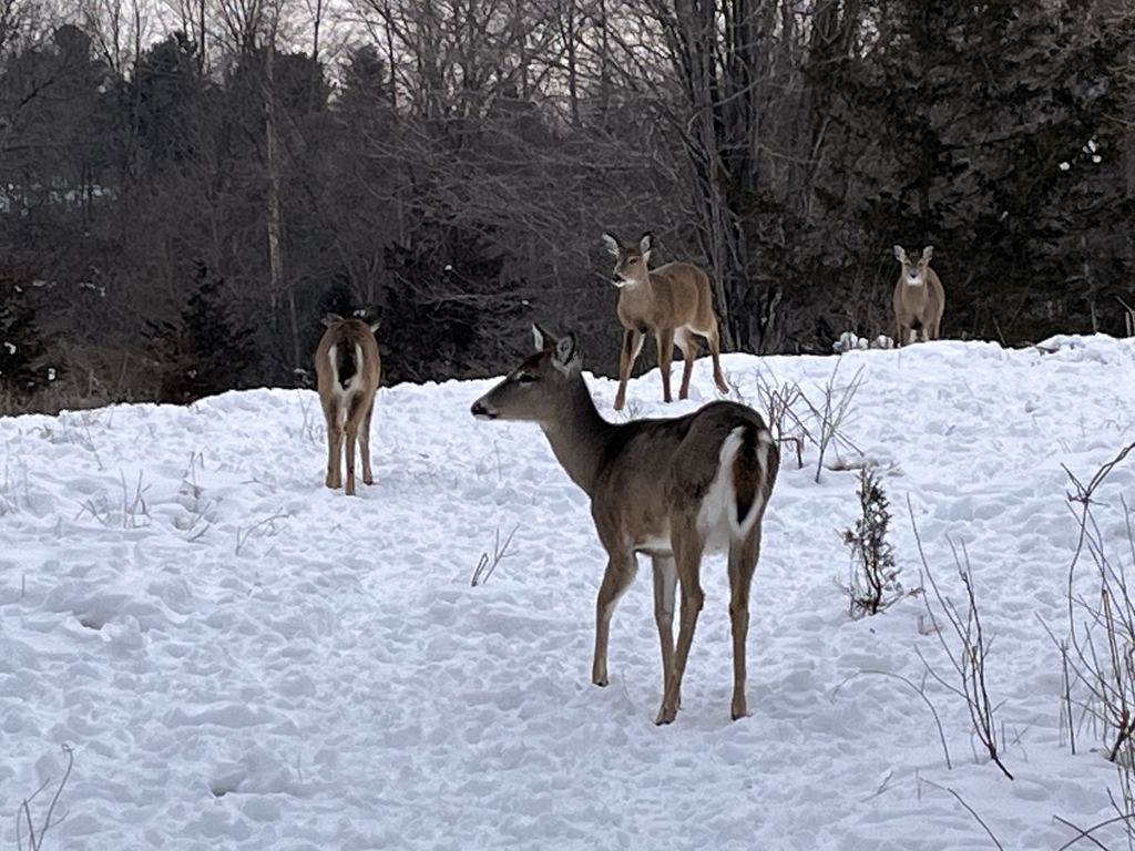 feb23-walk_005