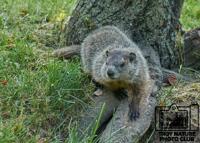 Groundhog Day