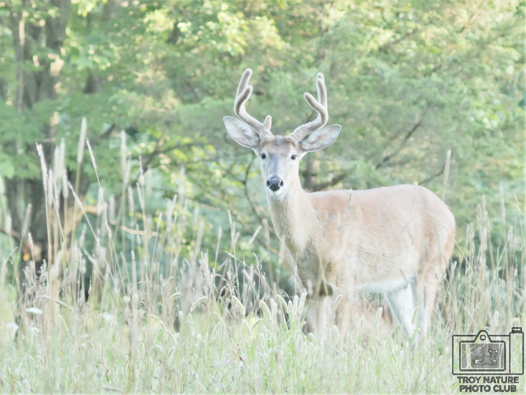 Veltet Antlers