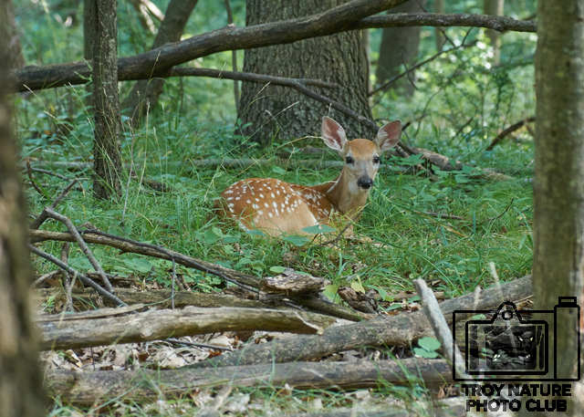 fawn5