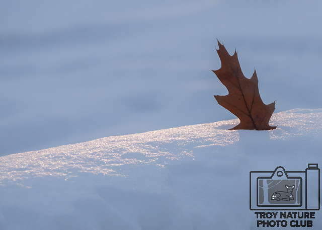 Solitary Leaf