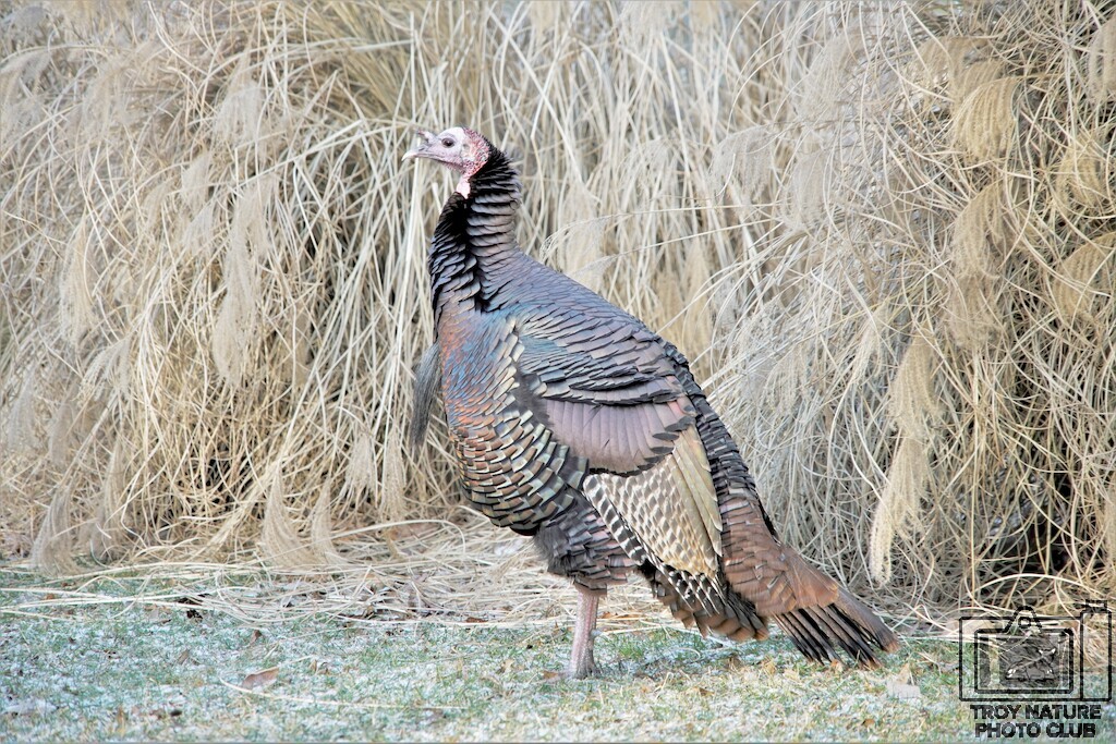 Turkey
