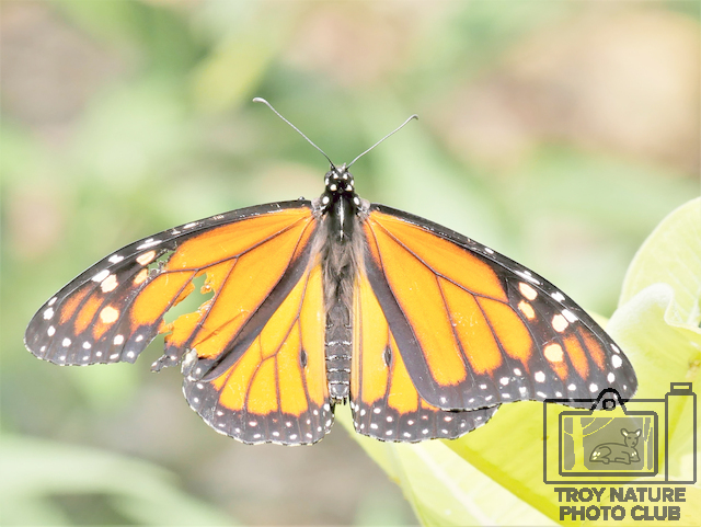 Monarch