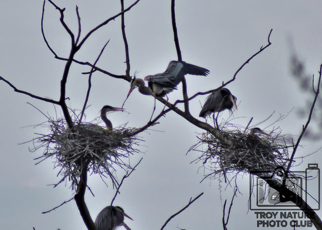 Great Blue Heron1